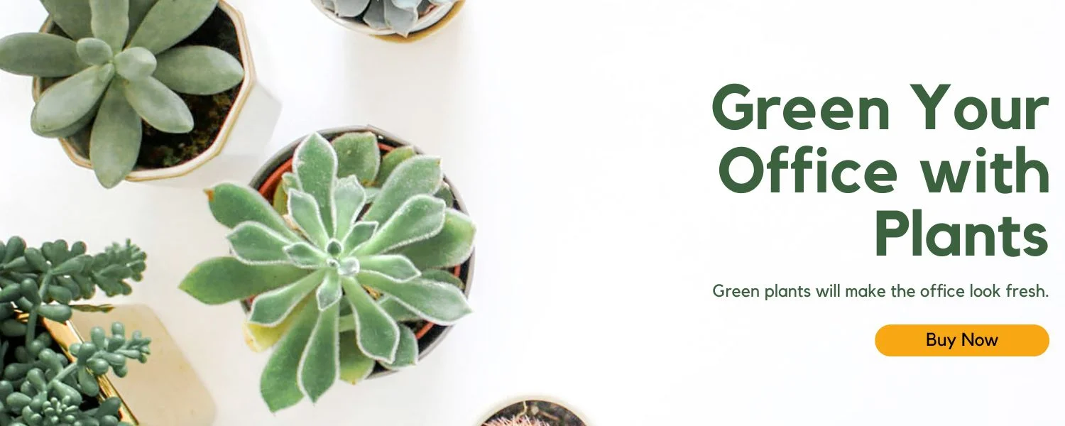 Green-Your-Office-with-plats